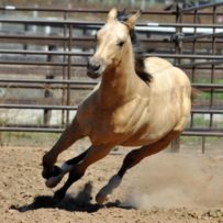 For Sale- Dun In Cowgirl Form AQHA/ABRA*SOLD*